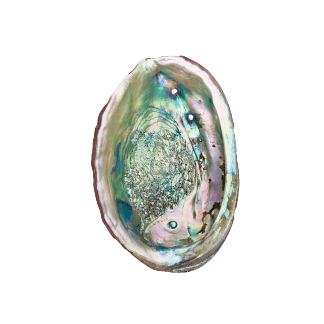 Load image into Gallery viewer, Abalone Shell +Stand